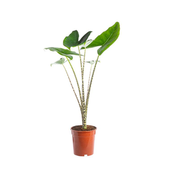 d&eacute;couvrez une s&eacute;lection de plantes d&rsquo;int&eacute;rieur &agrave; paris 17 : conseils, entretien et boutique pour embellir votre espace et cr&eacute;er une ambiance naturelle chez vous.