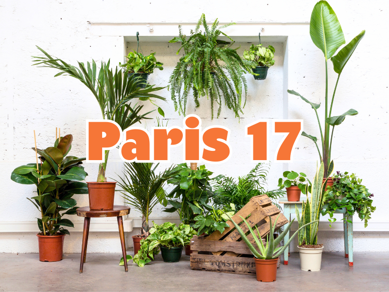 découvrez notre sélection de plantes d'intérieur à paris 17 : conseils, entretien et livraison pour végétaliser votre espace avec style.
